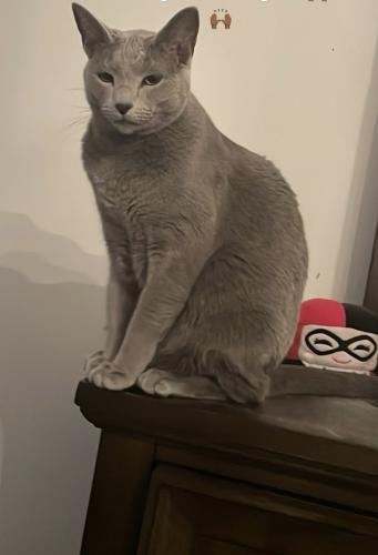 Lost Male Cat last seen Cabarrus country club and Weddington woods community , Concord, NC 28027