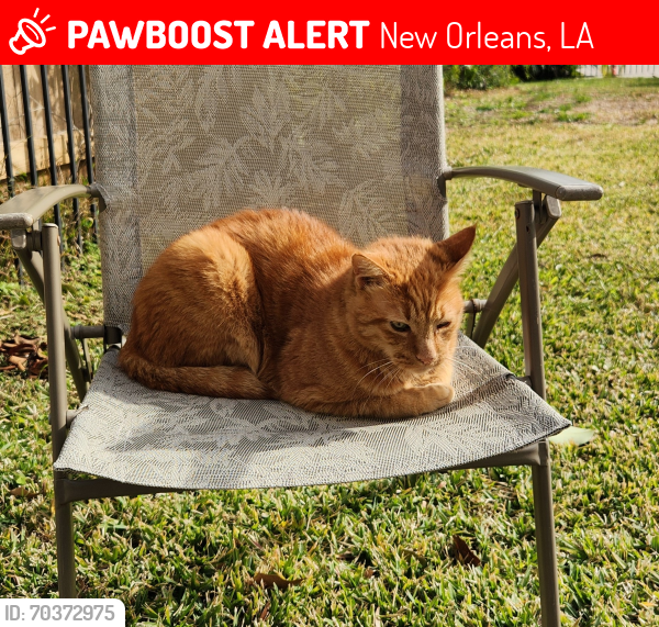 Lost Male Cat last seen North Wren, Wren, South Wren, New Orleans, LA 70124