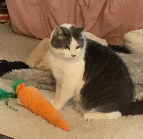 Lost Male Cat last seen 90th & Oxford, West Des Moines, IA 50266