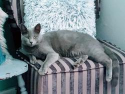 Lost Male Cat last seen Retreat RV Resort / 7701 Avenue P, Lubbock, Lubbock, TX 79404