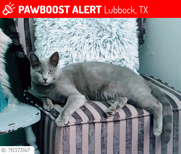 Lost Male Cat last seen Retreat RV Resort / 7701 Avenue P, Lubbock, Lubbock, TX 79404