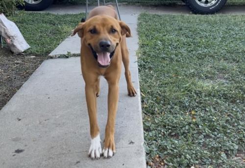 Lost Male Dog last seen Mc ardle, Corpus Christi, TX 78412