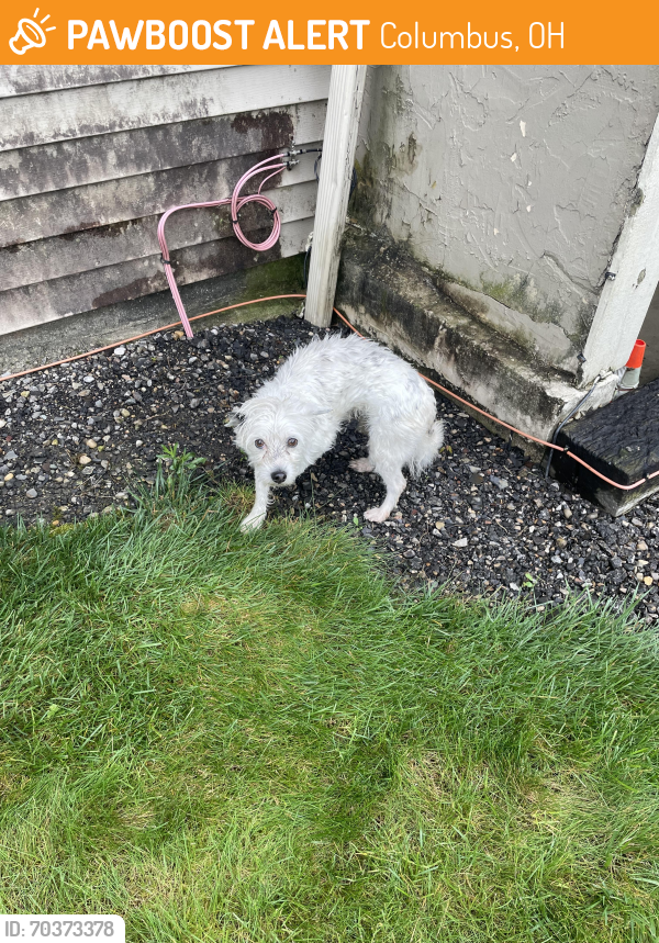 Columbus, OH Stray Female Dog Found Near Lake Club Drive | PawBoost