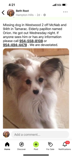 Lost Male Dog last seen McNab 94th st, Tamarac, FL 33068