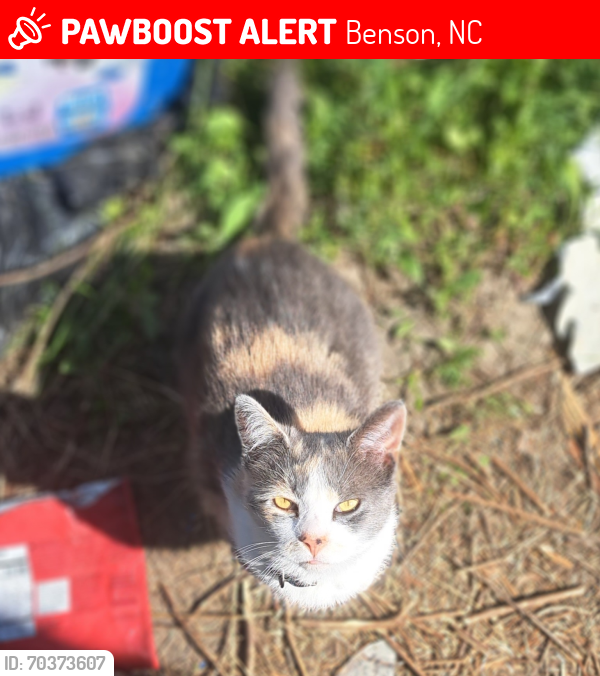 Lost Female Cat last seen Near s Whittington street benson 27504, Benson, NC 27504