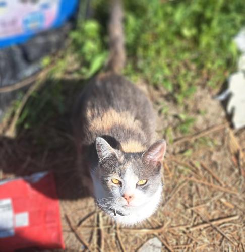Lost Female Cat last seen Near s Whittington street benson 27504, Benson, NC 27504