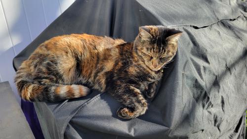 Lost Female Cat last seen 78th street and 34th ave, Vancouver wa, Vancouver, WA 98665