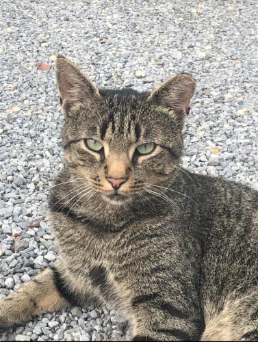 Lost Male Cat last seen Sherwood Road, Levittown, NY 11756