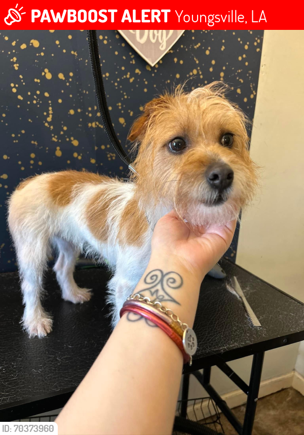Youngsville, LA Lost Female Dog, Pepsi Is Missing PawBoost