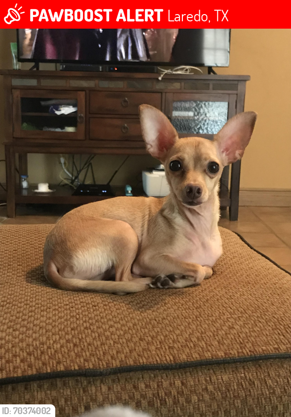 Lost Male Dog last seen Mines road, Laredo, TX 78045