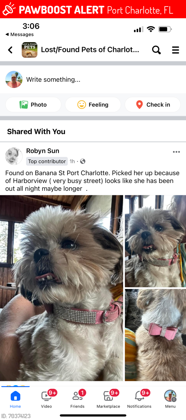 Lost Female Dog last seen Harborview, Port Charlotte, FL 33980