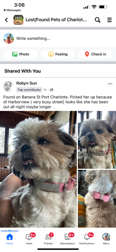 Lost Female Dog last seen Harborview, Port Charlotte, FL 33980