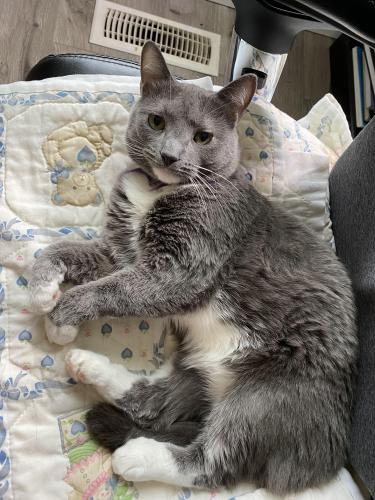 Russian Blue Rescue Russian Blue Rescue Kittens Russian Blue