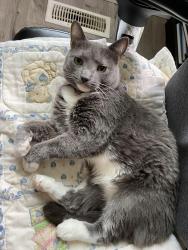 Lost Female Cat last seen Brushtown Road, Crandall, Crandall, GA 30711