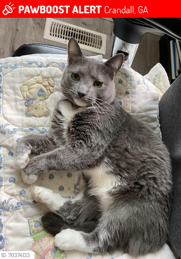 Lost Female Cat last seen Brushtown Road, Crandall, Crandall, GA 30711