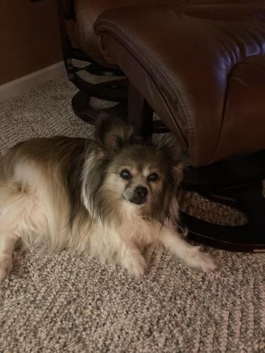Lost Female Dog last seen Lochiner and Smyma RD, Conyers, GA 30094