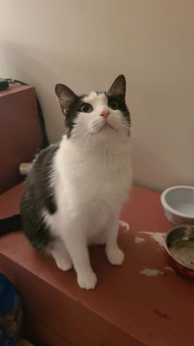 Lost Male Cat last seen Lost on the corner of Chesapeake Avenue and Northwest Blvd, Columbus, OH 43212