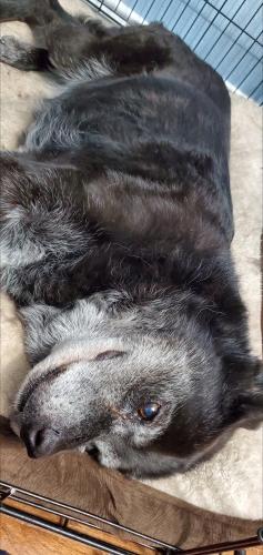 Lost Female Dog last seen Teagarden rd., Dallas, TX 75217