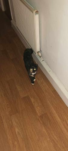 Lost Female Cat last seen Shaw oldham , Greater Manchester, England OL11 4LH