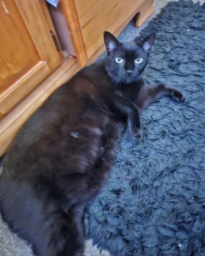 Lost Male Cat last seen Patchogue close to the main street , Patchogue, NY 11772