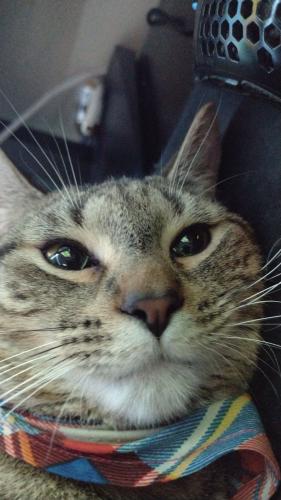Lost Male Cat last seen Bypass Lane Birch Valley section of Levittown PA, Levittown, PA 19054