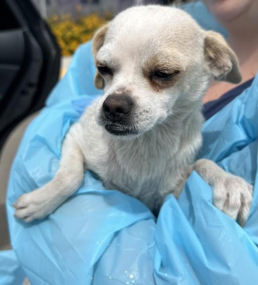 Shelter Stray Female Dog last seen N Valentine Ave & W Clinton Ave, Fresno Zone Fresno CO 2 93722, CA, Fresno, CA 93706