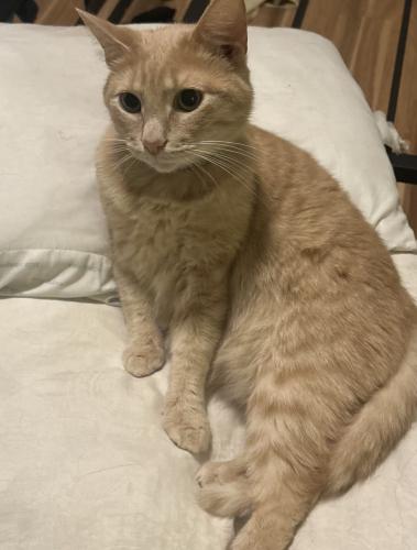 Lost Male Cat last seen Near E Main Ave Taylorsville NC, Township of Taylorsville, NC 28681