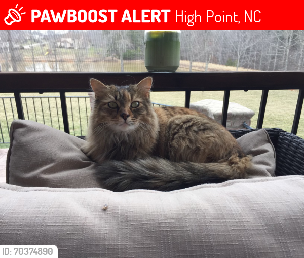 Lost Female Cat last seen Stafford Run Court , High Point, NC 27265