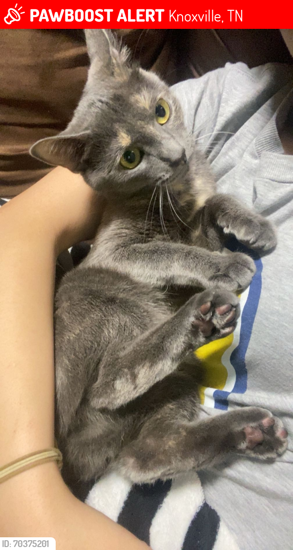 Lost Female Cat last seen Karns, Knoxville, TN 37931