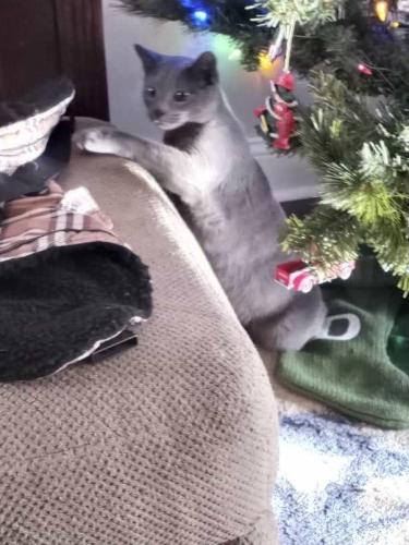 Lost Female Cat last seen Oakland Dr. and Tazewell Pike, Knoxville, TN 37918