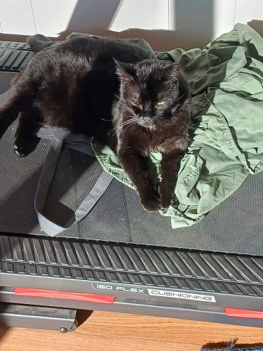 Lost Male Cat last seen RT 23 and Flint Rd , Columbus, OH 43235