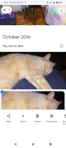 Lost Male Cat last seen 23rd and Crysler, Independence, MO 64052