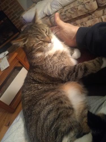 Lost Male Cat last seen Clinton River Rd and 19 Milr Rd, Sterling Heights, MI 48314