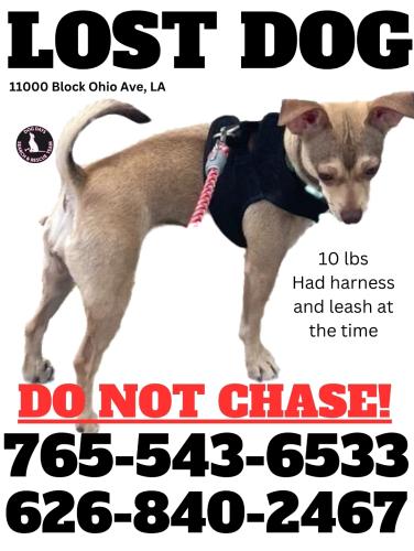 Lost Female Dog last seen Ohio & Sawtelle, Los Angeles, CA 90025