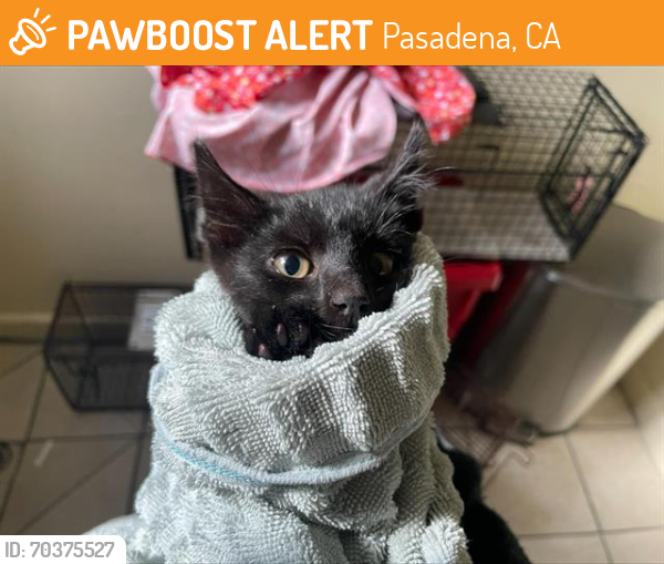 Shelter Stray Female Cat last seen Near BLOCK SPANNER ST, Pasadena, CA 91105