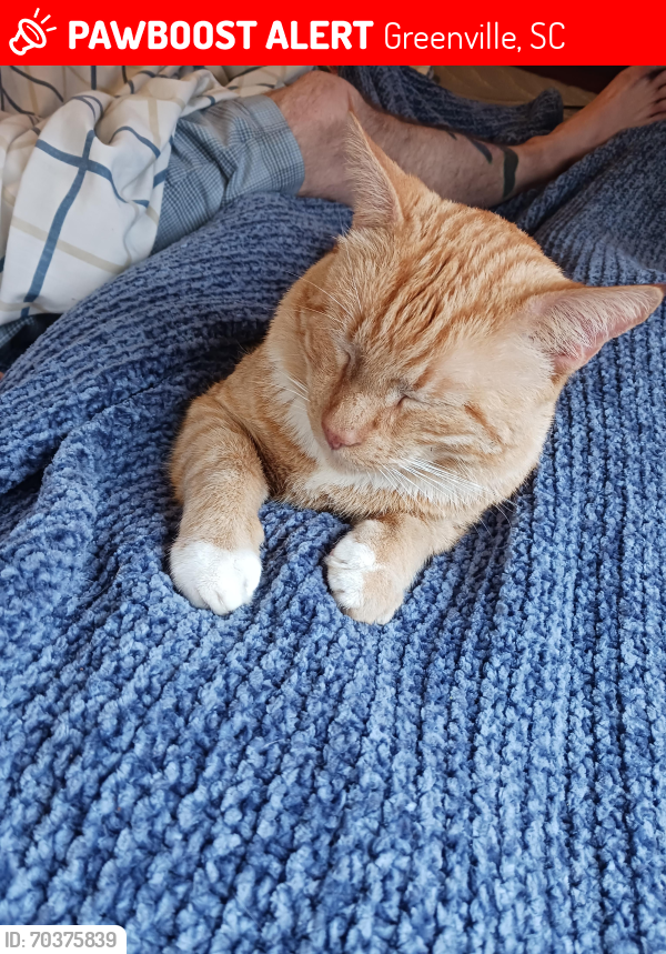 Lost Male Cat last seen Yukon Drive and Standing Springs Road, Greenville, SC 29605