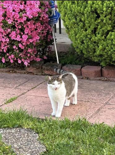 Lost Female Cat last seen Mingo ests, Pickerington, OH 43147