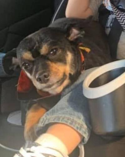 Lost Male Dog last seen Near nd st , Queens, NY 11414