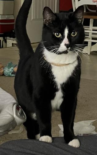 Lost Male Cat last seen 10th Avenue Canby, OR, Canby, OR 97013