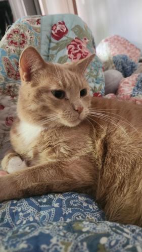 Lost Male Cat last seen Rotondo Place and Fire Fly Drive, Norcross, GA 30093
