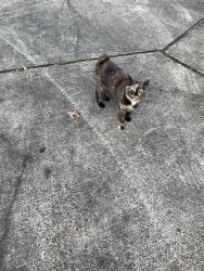 Lost Female Cat last seen Lorman Lane, Madison County, MS 39110