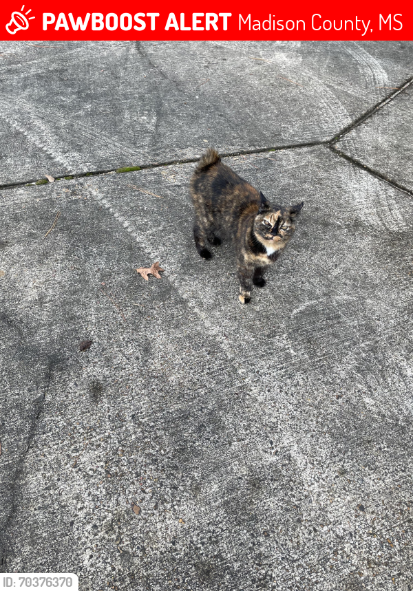 Lost Female Cat last seen Lorman Lane, Madison County, MS 39110