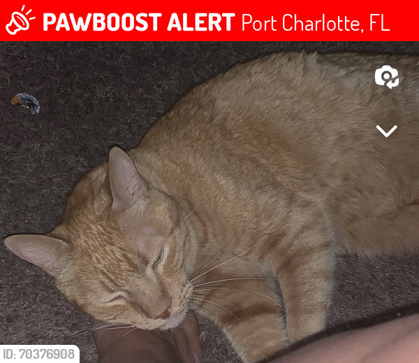 Lost Male Cat last seen Indiana Ave. Port Charlotte FL 33952, Port Charlotte, FL 33952