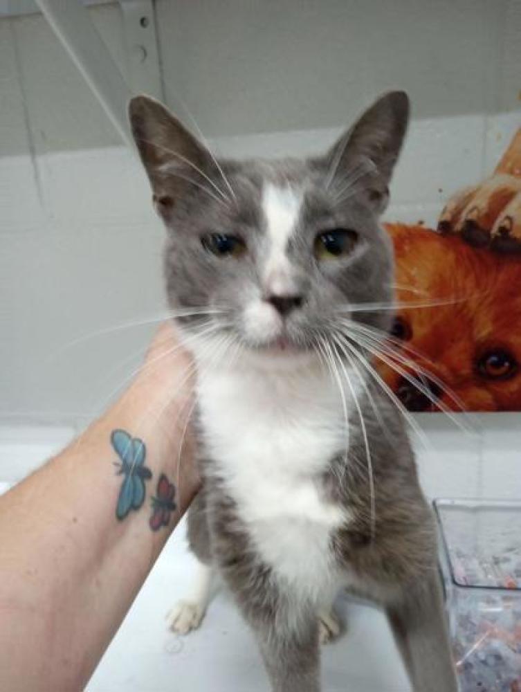 Shelter Stray Male Cat last seen Whitesburg, GA 30185, Carrollton, GA 30117