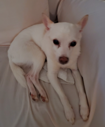 Lost Female Dog last seen East Seventh St. & Oakley St. Livingston Tn.38570 , Livingston, TN 38570