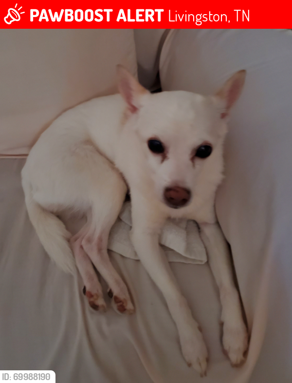 Lost Female Dog last seen East Seventh St. & Oakley St. Livingston Tn.38570 , Livingston, TN 38570