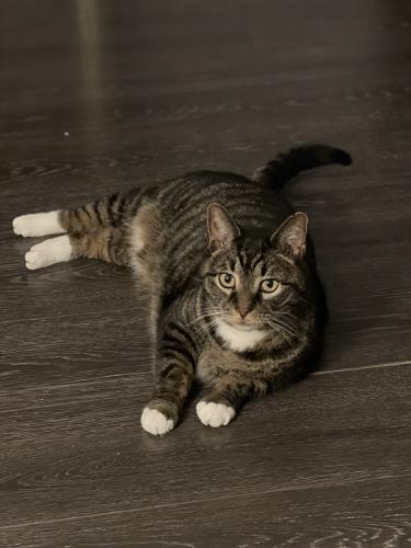 Lost Male Cat last seen Hwy 27 and old stage rd Buies Creek / Lillinton, Lillington, NC 27546