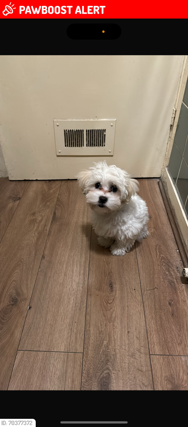Lost Female Dog last seen Greenford , Greater London, England UB6 0SE