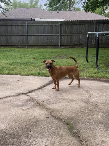 Lost Female Dog last seen Waco st , Broken Arrow, OK 74012