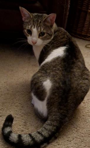 Lost Female Cat last seen Georgetown apmts across from Graceland shopping center, Columbus, OH 43214